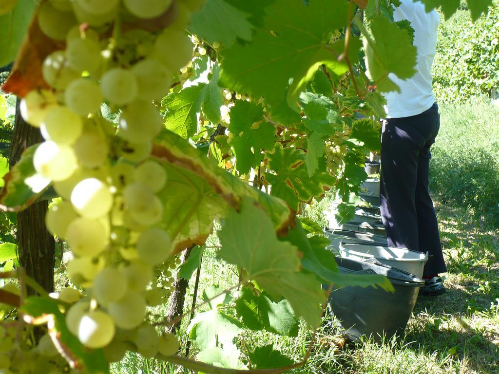 Vigneto Vecio Séjour à la ferme